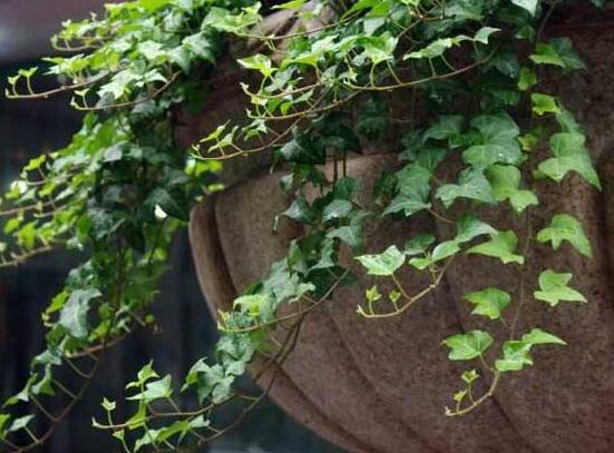 小葉常春藤的養(yǎng)殖方法，教你八個(gè)簡單易學(xué)基本方法