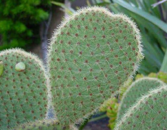 仙人掌的藥用價(jià)值，盤(pán)點(diǎn)仙人掌八大藥用療效