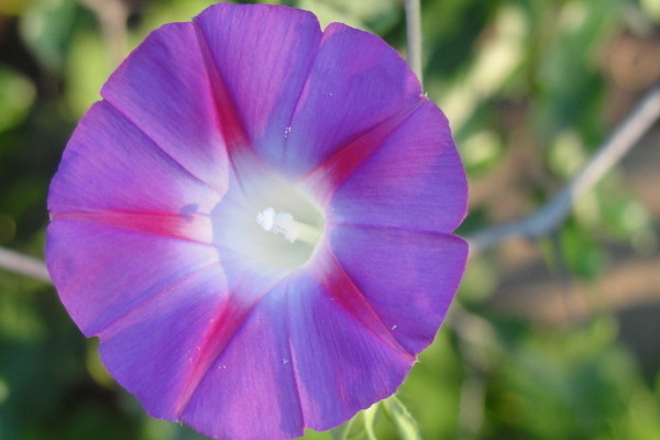 牽?；芑疃嗑? src="/nongye/d/file/20201223/oyy50cbwdfr.jpg" / data-5Lzg="pqzndi"></p>
<p data-jgbo="BCpr6C">
	牽?；ǖ纳Ρ容^頑強，所以正常情況下都可以活2年以上，如果環(huán)境適宜，還可以活4-5年。相反，如果環(huán)境惡劣，牽?；赡軒讉€月就死了，所以在人工養(yǎng)殖的時候一定要做好養(yǎng)護措施，盡量讓它活的更久。</p>
<p data-kzKn="nyO1Xu">
	<strong data-qMol="t4a5tF">2、控制溫度</strong></p>
<p data-wpSf="nS3HLI">
	<img alt=