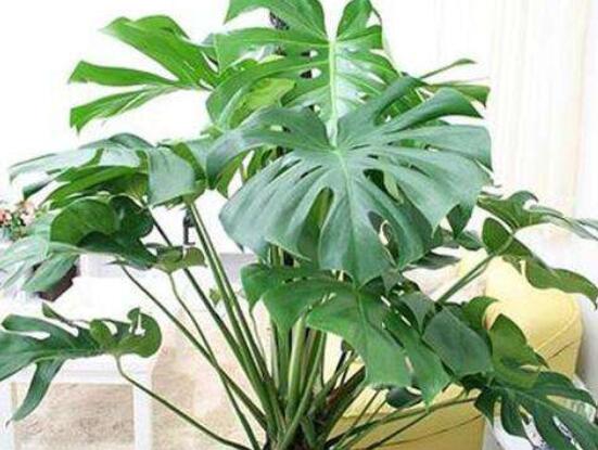 龜背竹的修剪方法圖解，主要以整株、枝頂、整修修剪為主