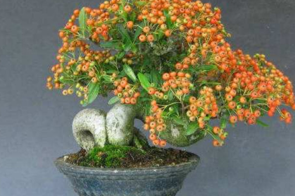 火棘老樁沒(méi)根能不能活