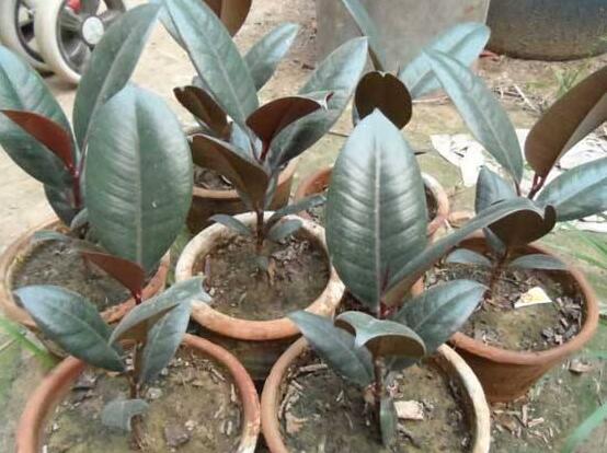 橡皮樹喜歡什么肥料，氮肥為主、磷鉀肥為輔