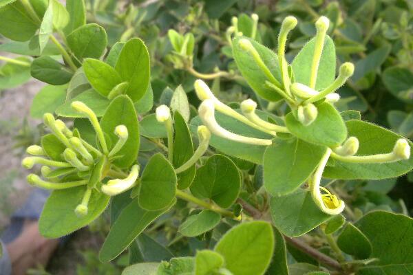 金銀花冬季如何修剪，小寒到立春之間進(jìn)行修剪