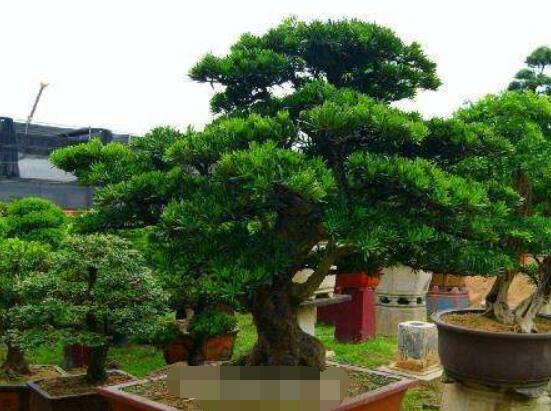 為什么羅漢松慢慢枯萎，做好澆水/保持溫度光照