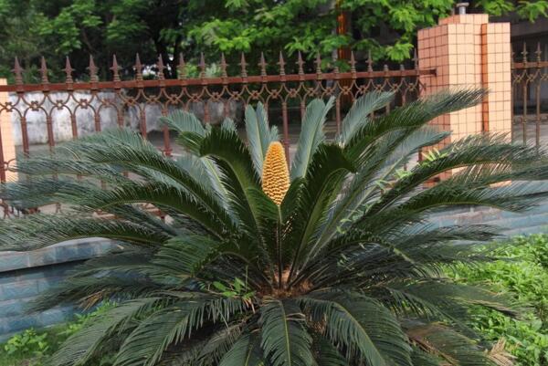 鐵樹(shù)能不能開(kāi)花，開(kāi)花寓意著大吉大利（能開(kāi)花）