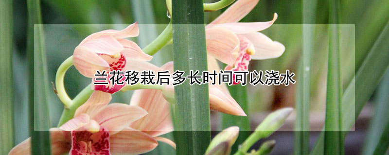 蘭花移栽后多長(zhǎng)時(shí)間可以澆水