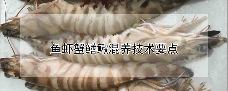 魚蝦蟹鱔鰍混養(yǎng)技術要點