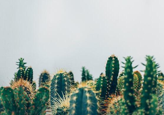 仙人掌怎么澆水和施肥，教你三個步驟便可生長枝葉翠綠