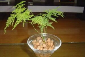 文竹泡水里能長(zhǎng)根嗎，能長(zhǎng)根但需要營養(yǎng)液等輔助