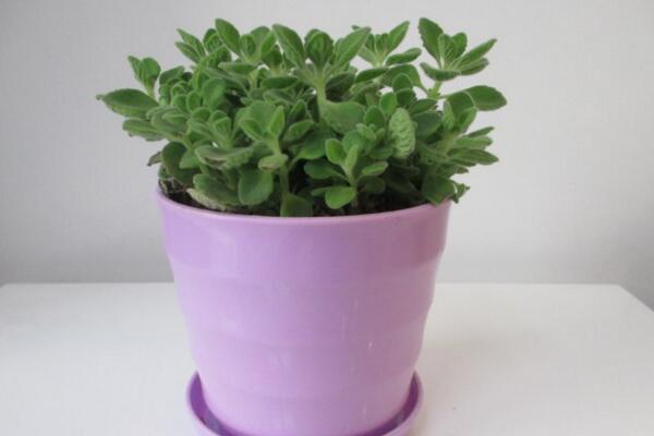 碰碰香的作用，沒想到碰碰香竟然有這么多好處