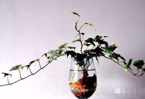 常春藤水培怎么生根快，教你六大方法快速生根