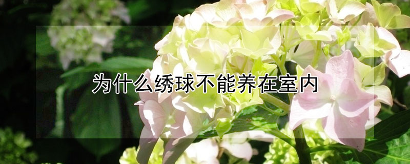 為什么繡球不能養(yǎng)在室內(nèi)