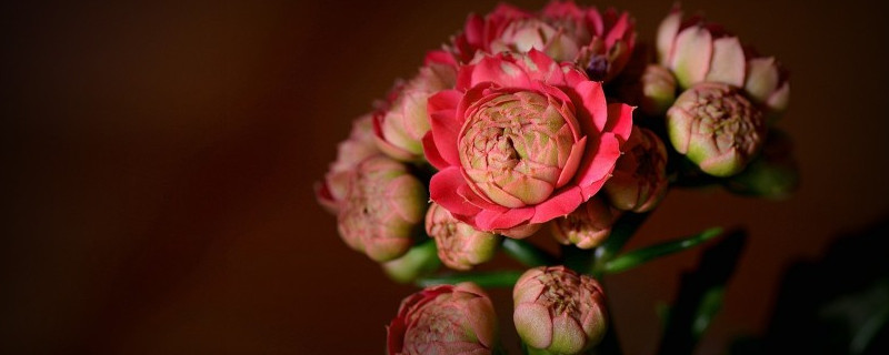 長(zhǎng)壽花葉子小是什么原因