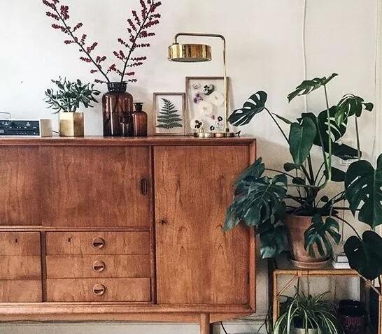 龜背竹葉子黃了怎么辦，要從土壤和澆水等4方面入手解決