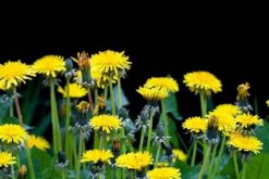 蒲公英種子的播種方法，建議在每年的春秋季播種