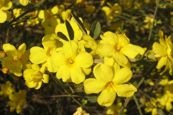 迎春花的特點(diǎn)