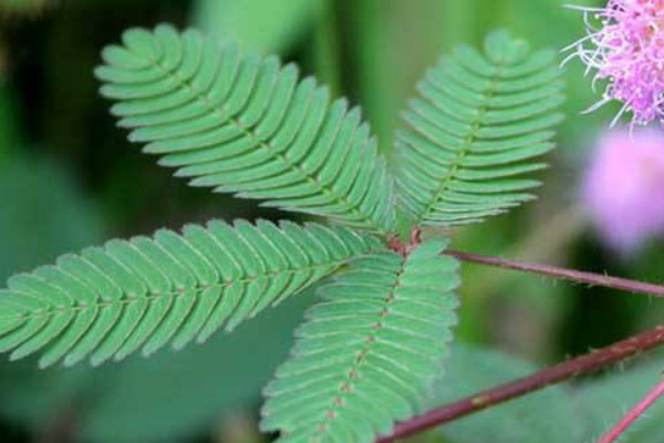 含羞草春天會(huì)發(fā)芽嗎