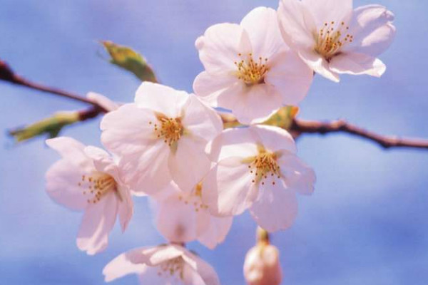 櫻花幾月開(kāi)