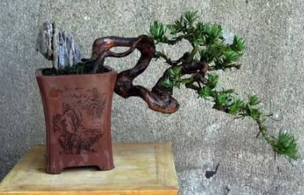 小葉羅漢松怎么養(yǎng)，掌握最佳的養(yǎng)殖方法最重要