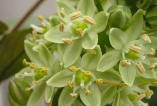 萬年青樹的種類，好看的六種萬年青圖片欣賞