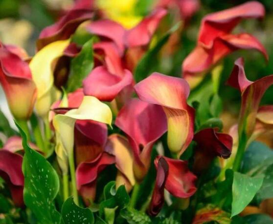 彩色馬蹄蓮能養(yǎng)幾年，通常養(yǎng)殖3-4年是沒(méi)有問(wèn)題