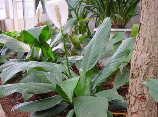 一帆風順澆什么水好，澆淘米水、池塘水使枝葉青翠碧綠