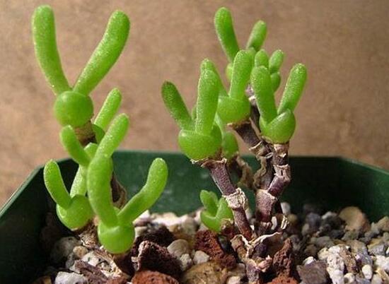 多肉碧光環(huán)種子種植，老農(nóng)總結(jié)最簡(jiǎn)單易學(xué)六點(diǎn)基本步驟