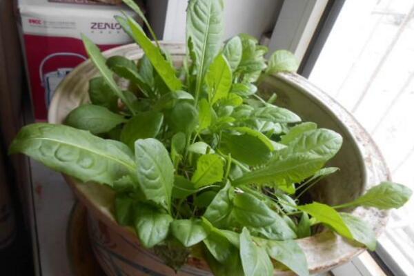 蒲公英什么時(shí)候種植，春秋季節(jié)種植成活率最高