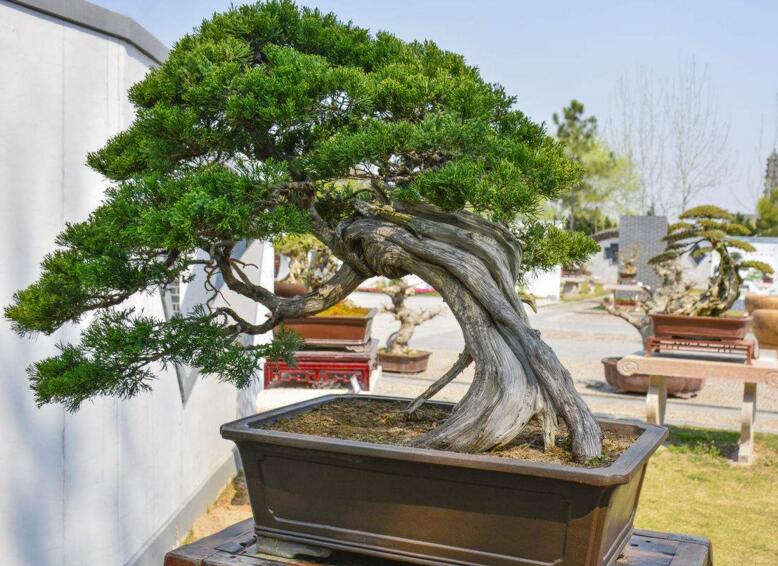 羅漢松最佳修剪時(shí)間，常年都可以進(jìn)行修剪