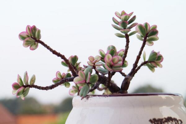 雅樂之舞夏季怎么養(yǎng)，夏季養(yǎng)殖5大要點