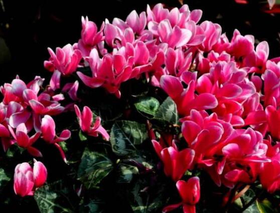 仙客來(lái)葉子嚴(yán)重發(fā)黃，老農(nóng)總結(jié)最直觀三種解決辦法