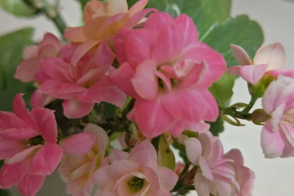 長壽花什么時候開花