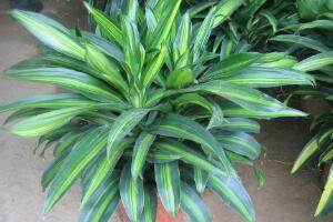 粉黛萬年青好養(yǎng)嗎，粉黛萬年青的養(yǎng)殖方法和注意事項