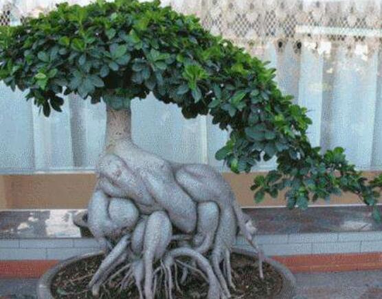 榕樹葉子發(fā)黑怎么辦，教你四種原因以及解決方法