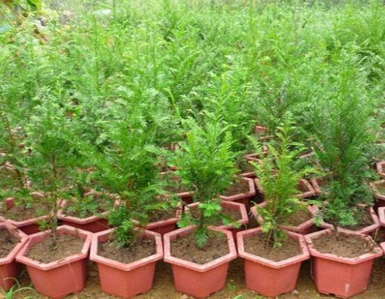 紅豆杉施什么肥好，紅豆杉施氮、磷、鉀肥最好