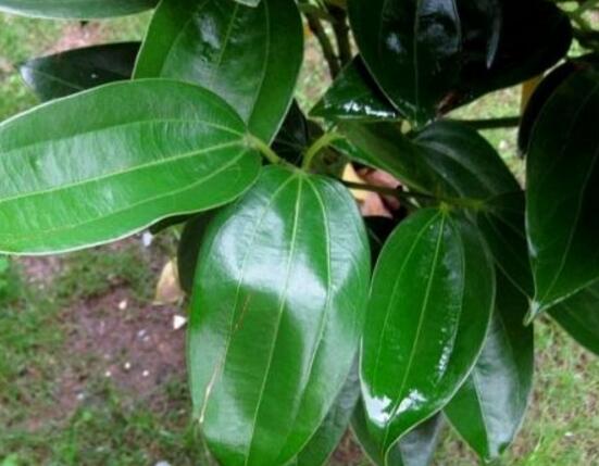 平安樹的花語，祈求平安、闔家幸福、萬事如意