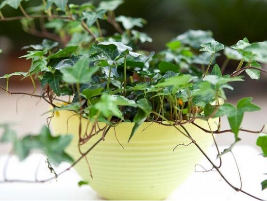 常春藤葉片干枯怎么救，老農(nóng)總結(jié)三種最有效解決辦法