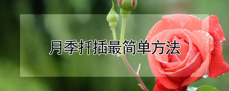 月季扦插最簡(jiǎn)單方法