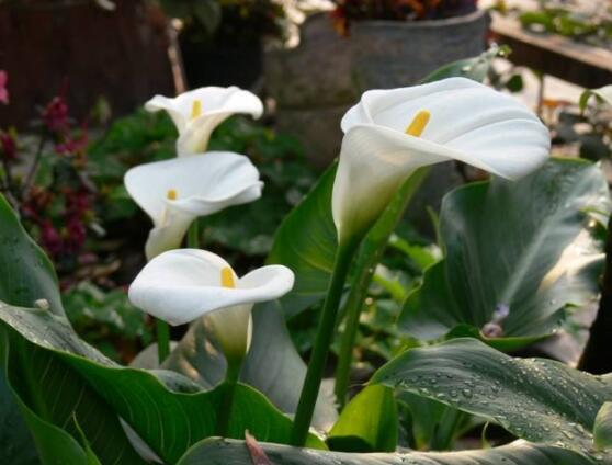 馬蹄蓮的養(yǎng)殖方法圖解，老農(nóng)總結(jié)六點(diǎn)最實(shí)用的基本方法