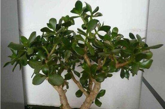 燕子掌怎么修剪，春季最佳/剪除枝條枝葉(瘦病枯)