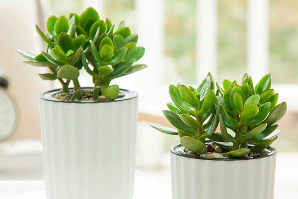 玉樹葉子發(fā)黃怎么回事，可以從以下5點(diǎn)來入手