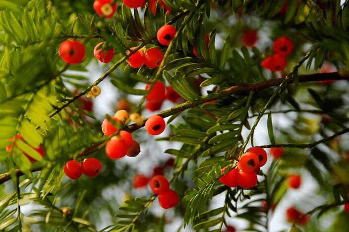 家里紅豆杉的風(fēng)水禁忌，五行多木的人不適合養(yǎng)殖