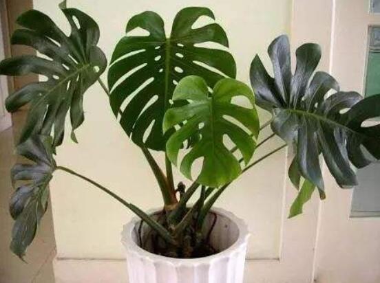 小龜背竹有毒嗎，毒性較輕/避免接觸汁液即可