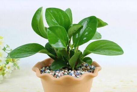 紫葉碧玉怎么養(yǎng)，土壤的選擇很關(guān)鍵