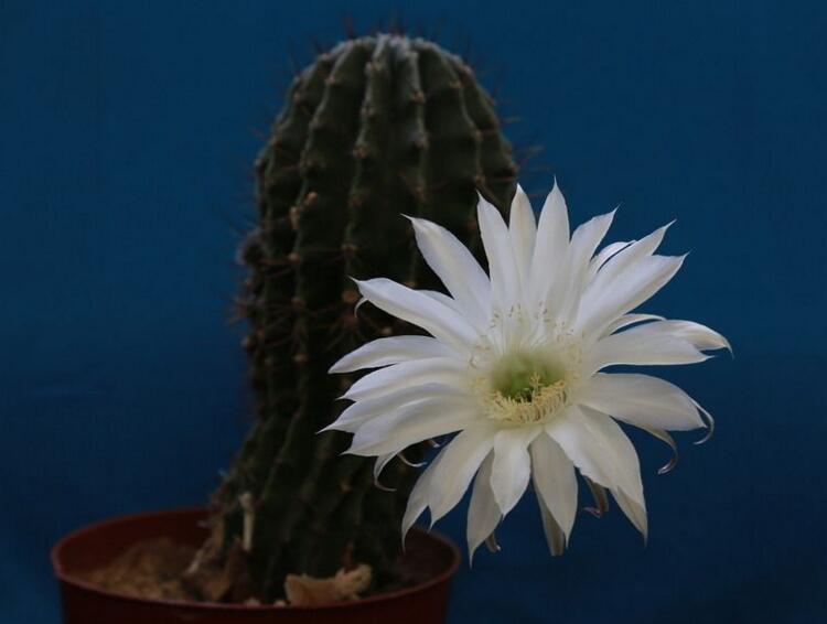 仙人掌幾年開(kāi)次花，養(yǎng)護(hù)恰當(dāng)?shù)脑捒梢悦磕觊_(kāi)花