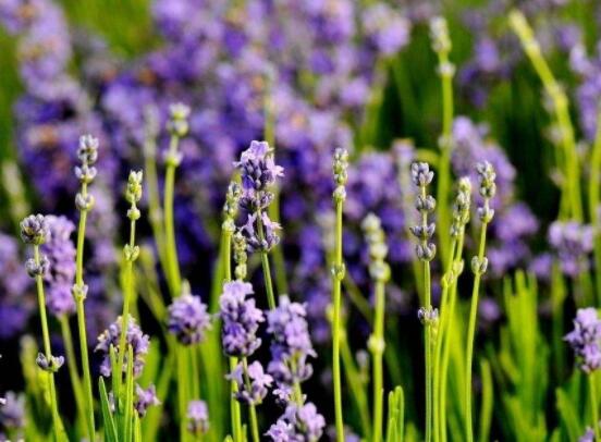 薰衣草有什么功效，舒緩修護、改善心肌、安撫神經(jīng)