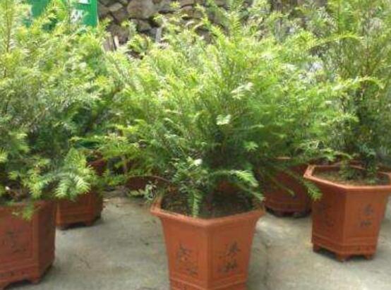 紅豆杉盆景冬天怎么養(yǎng)，教你五個好方法安然過冬