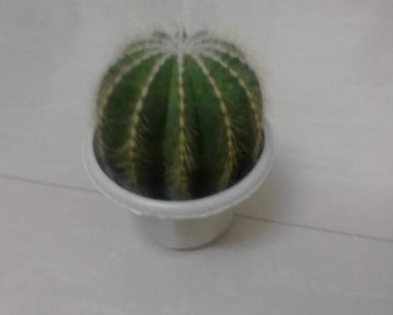 小仙人球澆水多少毫升，澆水的量一般以100-200毫升為準