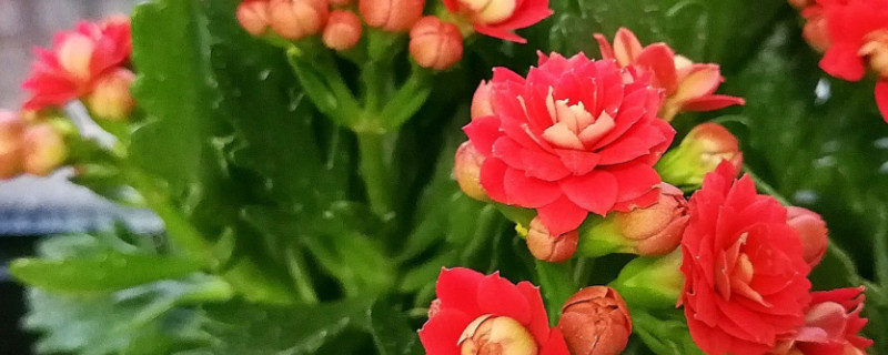 長(zhǎng)壽花花期施什么肥