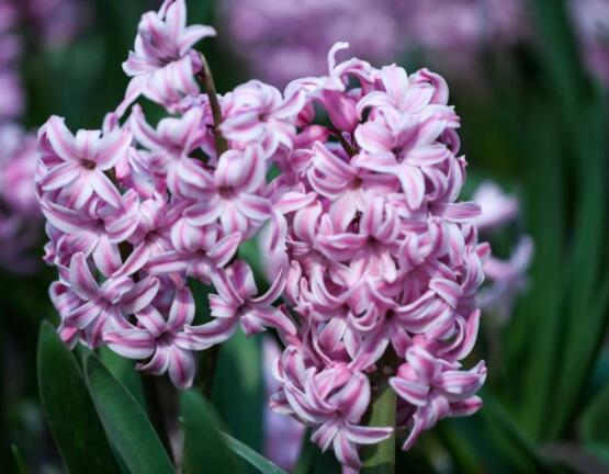 風信子象征著什么意思，重生的愛/不同花色不同象征意義